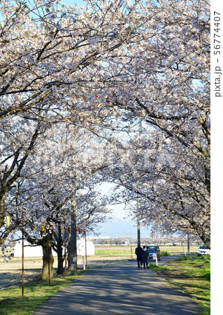すご堀の桜並木(新潟県) すご堀の桜並木(新潟県) 56774407