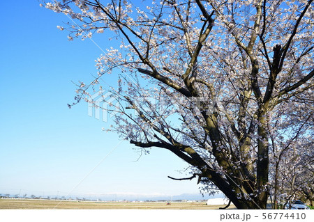すご堀の桜並木(新潟県) すご堀の桜並木(新潟県) 56774410