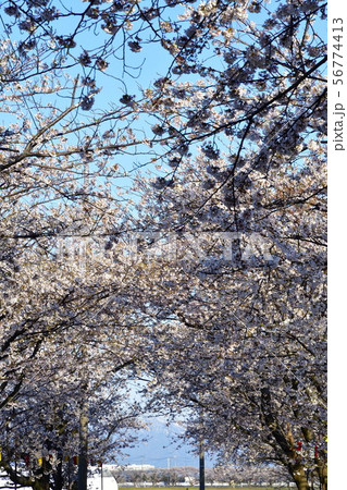 すご堀の桜並木(新潟県) すご堀の桜並木(新潟県) 56774413