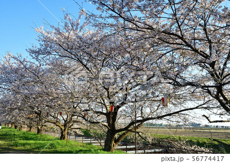 すご堀の桜並木（新潟県） 56774417