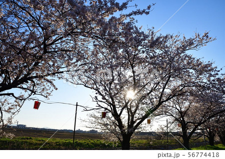 すご堀の桜並木(新潟県) すご堀の桜並木(新潟県) 56774418