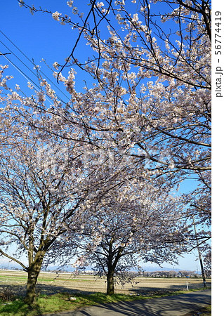 すご堀の桜並木(新潟県) すご堀の桜並木(新潟県) 56774419