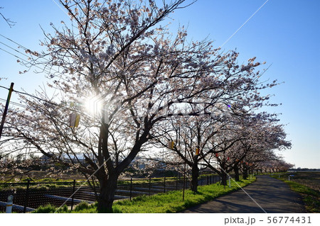 すご堀の桜並木（新潟県） 56774431