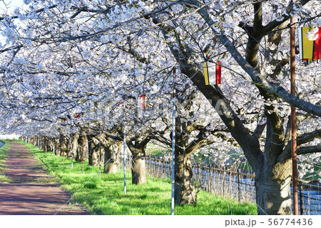 すご堀の桜並木(新潟県) すご堀の桜並木(新潟県) 56774436