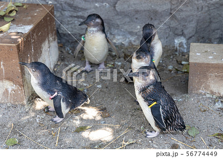 フェアリーペンギン フェアリーペンギン 56774449