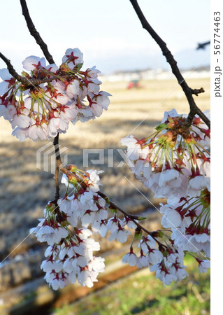 すご堀の桜並木(新潟県) すご堀の桜並木(新潟県) 56774463