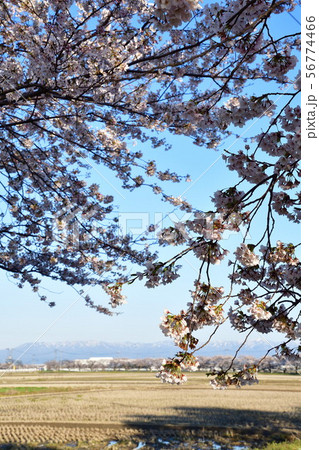 すご堀の桜並木(新潟県) すご堀の桜並木(新潟県) 56774466
