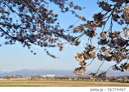 すご堀の桜並木(新潟県) すご堀の桜並木(新潟県) 56774467