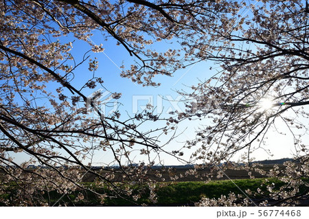 すご堀の桜並木(新潟県) すご堀の桜並木(新潟県) 56774468