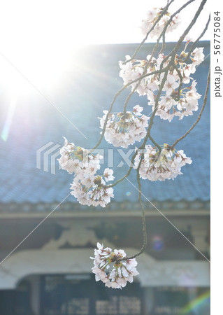 大栄寺の桜（新潟県） 56775084