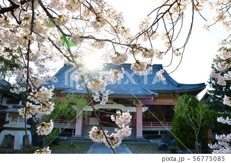 大栄寺の桜（新潟県） 56775085