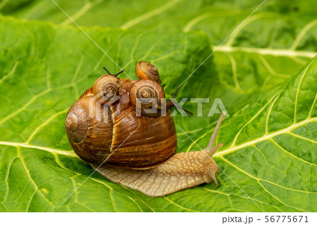 Snail family crawling on the leaf 56775671