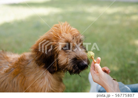 A red puppy briard playing in the park A red puppy briard playing in the park 56775807