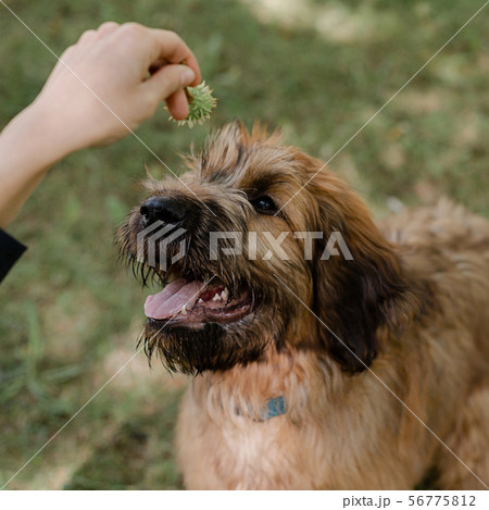 Puppy briard and his owner on the meadow 56775812