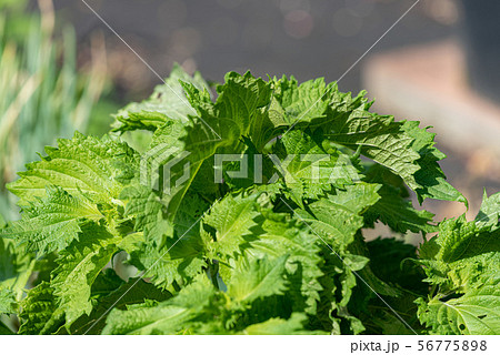 大葉、青シソの葉 56775898
