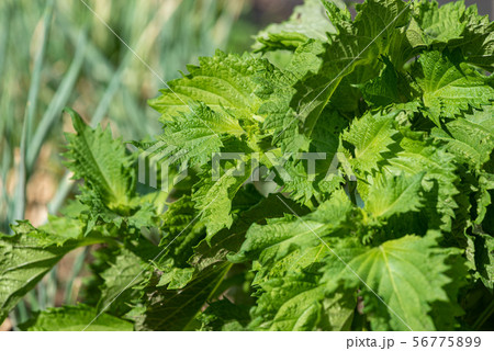 大葉、青シソの葉 56775899