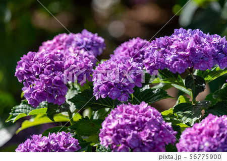 青紫色のアジサイの花 56775900