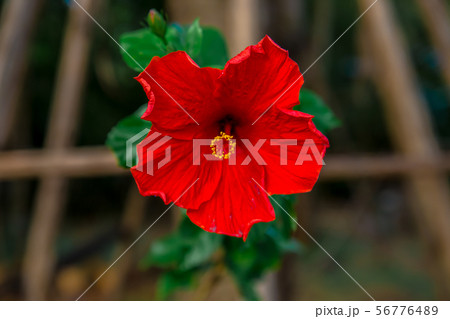 Flower, Plant, Single Flower, Africa, Asia Flower, Plant, Single Flower, Africa, Asia 56776489