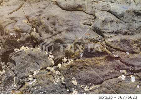 Shells fixed to the surface on the stone 56776623