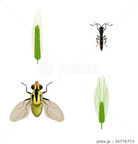 Vector design of wheat and corn sign. Set of wheat and harvest stock symbol for web. Vector design of wheat and corn sign. Set of wheat and harvest stock symbol for web. 56776753