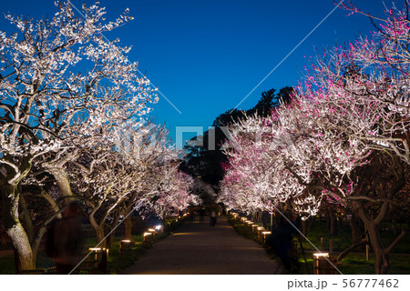 偕楽園 梅林 ライトアップ夜景 (茨城県水戸市) 2019年3月 偕楽園 梅林 ライトアップ夜景 (茨城県水戸市) 2019年3月 56777462