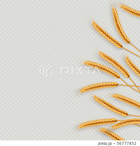Bunch of wheat ears, dried whole grains realistic illustration frame isolated on transparent Bunch of wheat ears, dried whole grains realistic illustration frame isolated on transparent 56777852