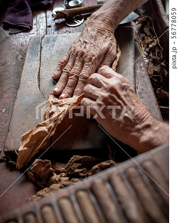 Cigar rolling or making by torcedor in cuba 56778059
