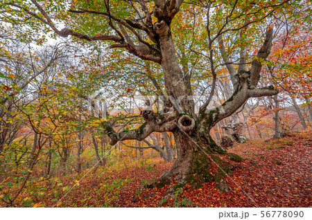 Old beech in autumn forest 56778090
