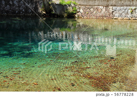 名水百選　山口県　美祢市　別府弁天池 56778228