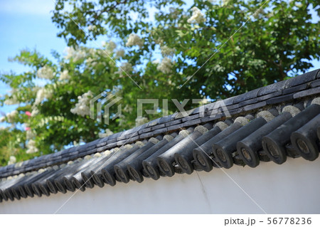 防府 周防国分寺 百日紅 防府 周防国分寺 百日紅 56778236