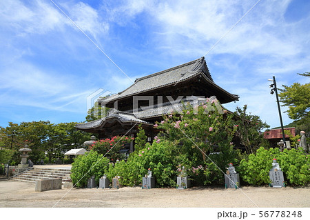 防府 周防国分寺 金堂 百日紅 防府 周防国分寺 金堂 百日紅 56778248
