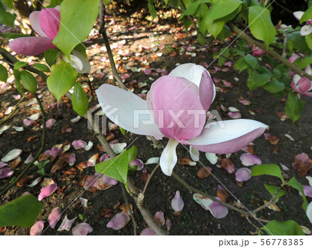 Tulip-Magnolia, Magnolia x soulangeana Lennei, Tulip-Magnolia, Magnolia x soulangeana Lennei, 56778385