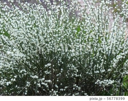 Early broom, Cytisus praecox Albus, during Early broom, Cytisus praecox Albus, during 56778399