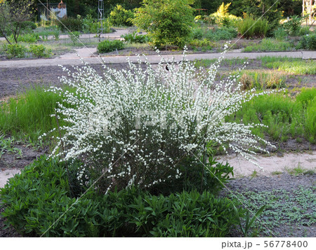 Early broom, Cytisus praecox Albus, during Early broom, Cytisus praecox Albus, during 56778400