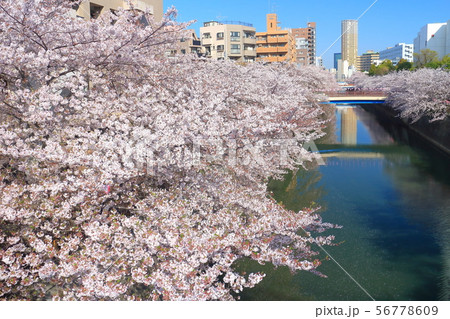 【東京都】桜満開の目黒川 【東京都】桜満開の目黒川 56778609