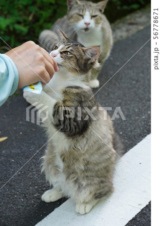 猫・野良猫・サバ白・仔猫・メス・可愛い・ご飯・立ち食い 猫・野良猫・サバ白・仔猫・メス・可愛い・ご飯・立ち食い 56778671