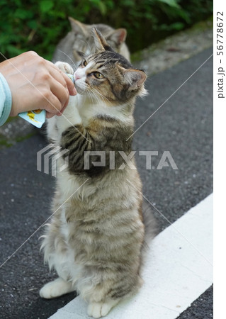 猫・野良猫・サバ白・仔猫・メス・可愛い・ご飯・立ち食い 56778672