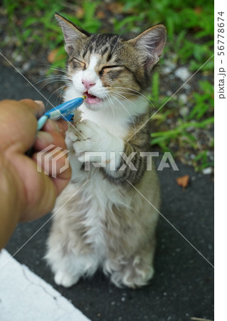 猫・野良猫・サバ白・仔猫・メス・可愛い・ご飯・立ち食い 猫・野良猫・サバ白・仔猫・メス・可愛い・ご飯・立ち食い 56778674