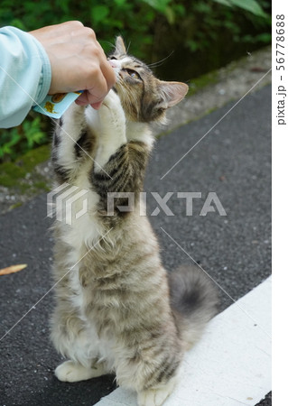 猫・野良猫・サバ白・仔猫・メス・可愛い・ご飯・立ち食い 猫・野良猫・サバ白・仔猫・メス・可愛い・ご飯・立ち食い 56778688