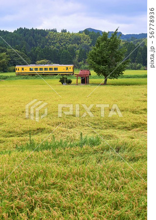 千葉県 いすみ鉄道 実りの田んぼと祠と銀杏の写真素材