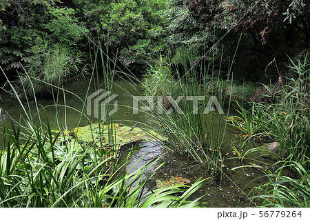 白鳥庭園点景 白鳥庭園点景 56779264