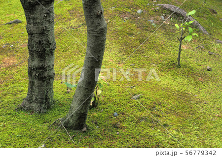 白鳥庭園点景 白鳥庭園点景 56779342