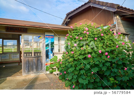 千葉県　芙蓉の咲く駅　小湊鉄道　上総村上駅 56779584