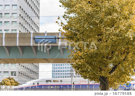 【紅葉　いちょう  大手町】 56779588