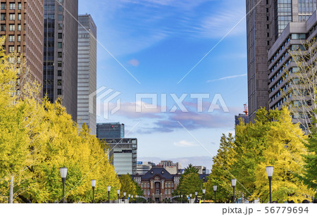 【紅葉　いちょう  東京駅】 56779694