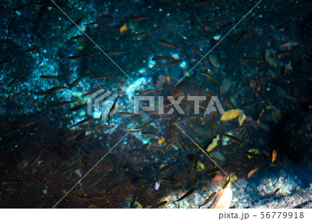 Cenote Dos Ojos with clear blue water Cenote Dos Ojos with clear blue water 56779918