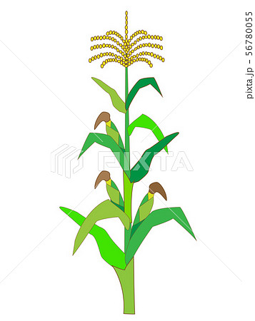 トウモロコシのイラストのイラスト素材