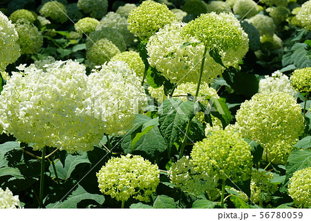 紫陽花 紫陽花 56780059