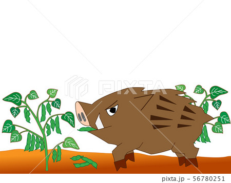農作物を食い荒らす猪 農作物を食い荒らす猪 56780251