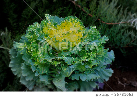 Multi-coloured decorative cabbage Multi-coloured decorative cabbage 56781062